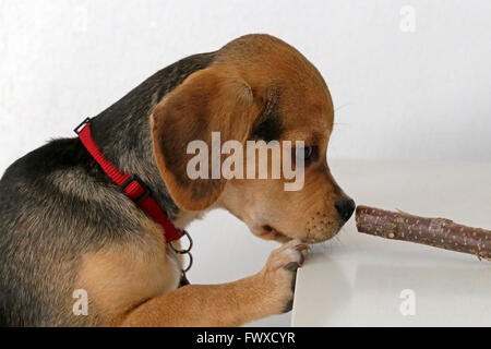 young beagle-pug mongrel (`puggle´) Stock Photo